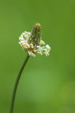Fleur