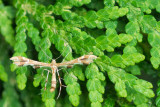 Pterophoridae