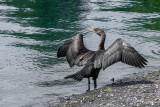 Cormoran