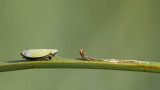 Cicadelle 