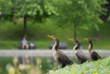 Cormorans