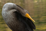 Cormoran