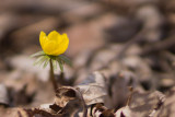 Eranthis hyemalis 