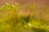 Sporophytes de Bryophyte