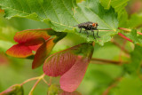 Mouche et Samares