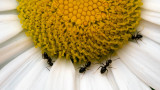 Fourmis sur Marguerite 