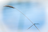 Agrion