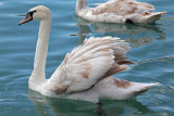 swan - labod grbec (IMG_9247m.jpg)