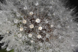 water drops on dandelions (IMG_9554m.jpg)
