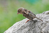 passer domesticus - sparrow - vrabec(IMG_2578p.jpg)