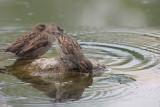 passer domesticus - sparrow - vrabec(IMG_2591p.jpg)
