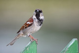 passer domesticus - sparow - vrabec(IMG_3177p.jpg)