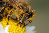 bee on flower (IMG_8563m.jpg)