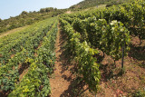vineyard on island Vis (IMG_2989m.jpg