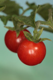 Tomatoes (IMG_5640m.jpg)