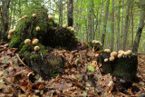 forest - mushrooms - gozd - gobe (IMG_7583Om.jpg)
