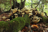 forest - mushrooms - gozd - gobe (IMG_7629Om.jpg)