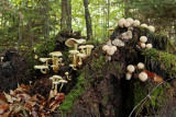 forest - mushrooms - gozd - gobe (IMG_7595m.jpg)