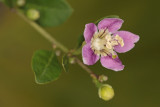 blossom of Lycium barbarum - cvet goji jagode (IMG_5112m.jpg)