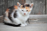 kitty - mucek (IMG_7107m.jpg)