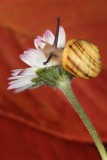 snail on daisy - polz na marjetici (_MG_0076m.jpg)