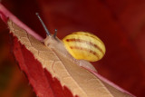 snail - pol (_MG_0169m.jpg)