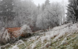 winter frost - zimska zmrzal (_MG_3486m.jpg)