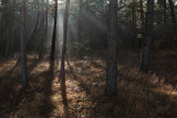 sun light in forest - magic forest - sončni arki v gozdu - čarobni gozd_MG_4087m.jpg