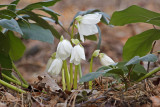 helleborus first spring flowers - teloh prve spomladanske cvetlice (_MG_5336m.jpg)