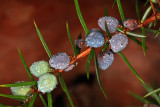 Juniper - juniperus communis - healing plant -  zdravilna rastlina - brin (_MG_4209m1.jpg)