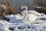 swans at winter - labodi pozimi (_MG_5745m2.jpg)