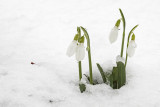 snowdrops and snow - zvončki in sneg (_MG_7879m.jpg)