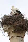 storks everywhere - Marocco (_MG_0404ok.jpg)