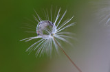 water drop on dandelion seed (_MG_1136m.jpg)