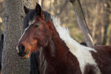 horse (_MG_9997m.jpg)