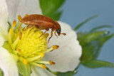 bug on wild strawberry blossom - hroček na cvetu gozdne jagode (_MG_5490m.jpg)