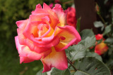 rose - vrtnica (_MG_6451m.jpg