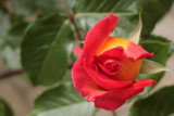 rose - vrtnica (_MG_6424m.jpg