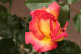 rose - vrtnica (_MG_6395m.jpg
