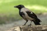 crow - vrana (_MG_2023m.jpg)