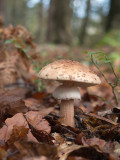 mushroom - munica (IMG_4888m.jpg)