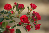 roses - vrtnice (IMG_3359m.jpg)