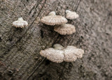 mushrooms - gobice (IMG_4710m.jpg)