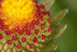 stamens of daisy (_MG_7201m.jpg)