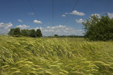 wheat field - penično polje (_MG_7377m.jpg)