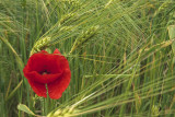 poppy in wheat - mak v penici (_MG_7301m.jpg)