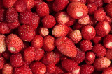 wild strawberries - gozdne jagode (_MG_8359m.jpg)