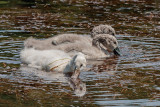 chickens of swan - mladi labodi (_MG_8623m.jpg)