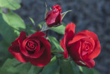 red roses - rdeče vrtnice (_MG_9563m.jpg)