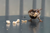 thief sparrow -  vrabec (IMG_1489m.jpg)
